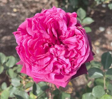 Rosa 'The Prince'