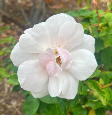 Rosa 'Souvenir de St. Anne's'