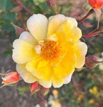 Rosa 'Sunshine Happy Trails'