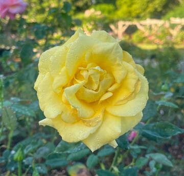 Rosa 'Lowell Thomas'