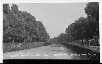 Black acacia trees on bridal [sic] path, Rodeo Drive, Beverly Hills, Cal