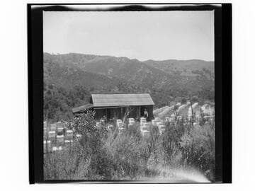 Beekeeping ranch with man holding wheelbarrow