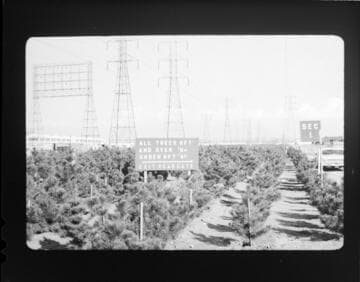 Christmas Tree farm beneath SCE Long Beach 220kV and 66kV transmission lines