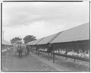 P2 - Poultry - England Ranch