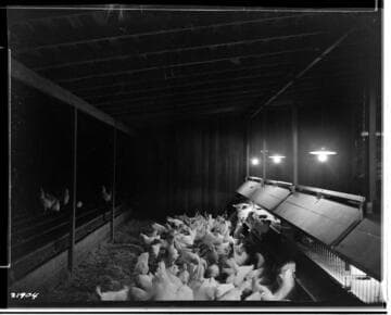 Poultry Book - Young Ranch
