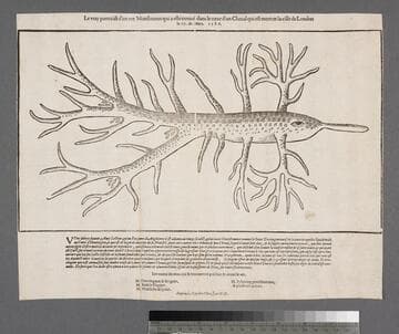 Le vray purtraict d'un ver monstrueux qui a esté trouué dans le coeur d'un cheual qui est mort en la ville de Londres le 17. de mars. 1586