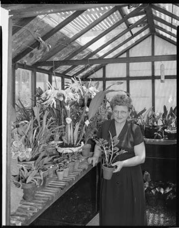 Greenhouse flowers & award winning artificial flower displays