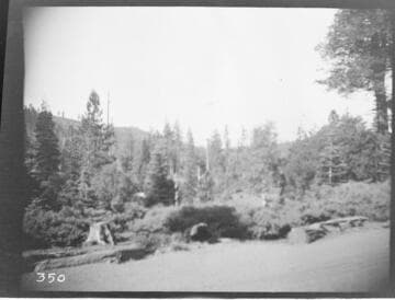 An unknown location showing trees and bushes