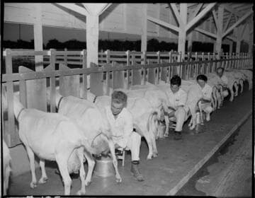 Dairy Booklet photos