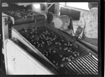 Conveyor belt with halved fruit