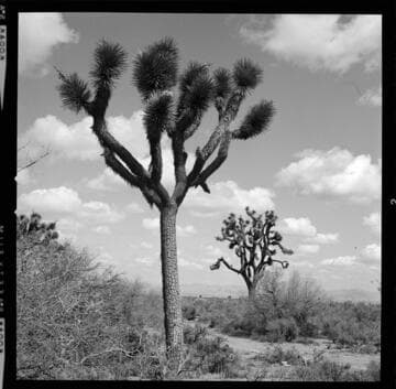 Bishop & Hoover tower line