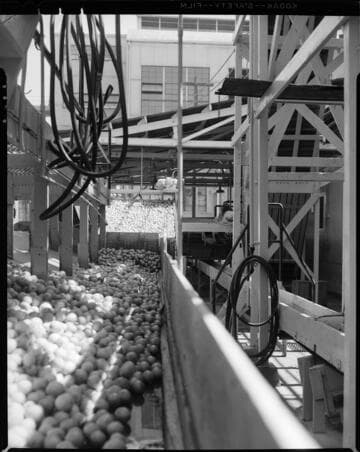 Lemon Exchange -- fruit sorting equipment