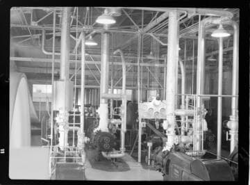 Imperial Ice Plant
