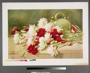 [Carnations and jug]