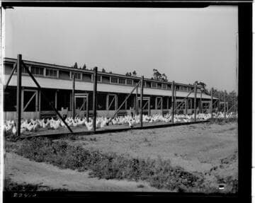 P2 - Poultry - Elmer Hauser's Poultry yard