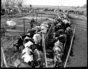 Agriculture