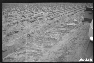 Vincent Transmission Line - South side of Potato field
