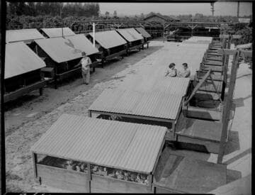 Prickett Poultry Ranch