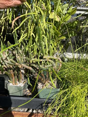 Rhipsalis dissimilis