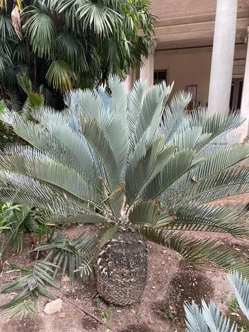 Encephalartos princeps