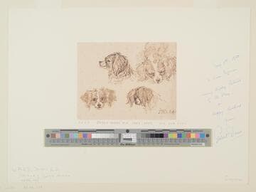 Studies of a Dog's Head