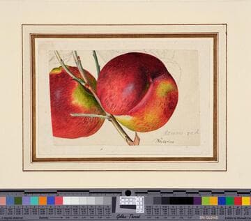 Nectarines