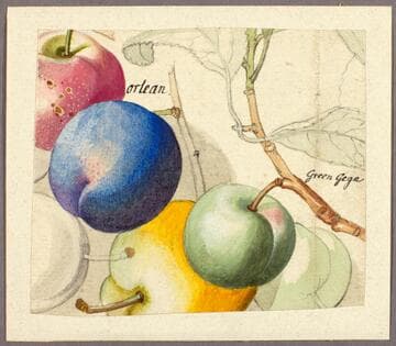 Greengages and Other Fruit