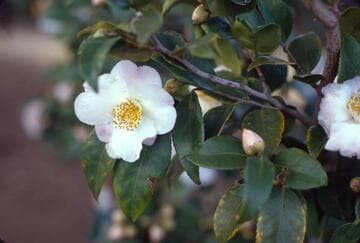 Camellia 'Spring Mist'
