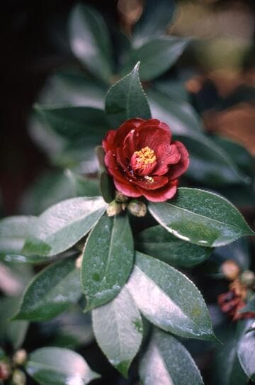 Camellia japonica 'Kuro-tsubaki' (Black Camellia)
