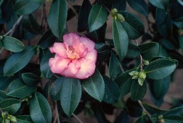 Camellia hiemalis 'Sparkling Burgundy'