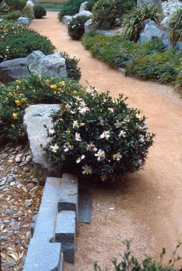 Camellia sasanqua 'Jewel Box'