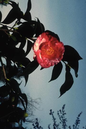Camellia japonica 'John Williams'