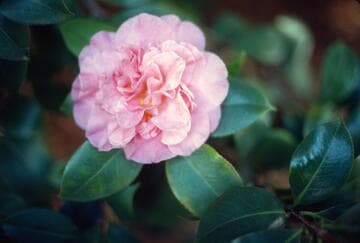 Camellia japonica 'Marie Bracey'