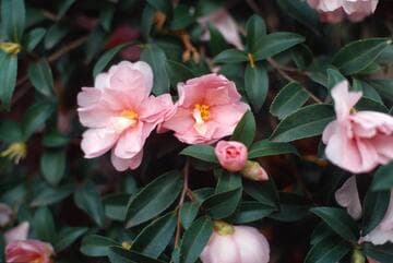 Camellia sasanqua 'Cherie'