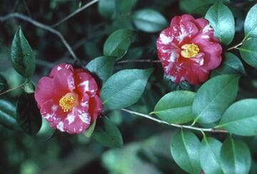 Camellia japonica 'H. A. Downing'