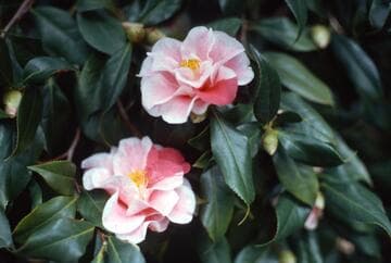 Camellia japonica 'Yours Truly'