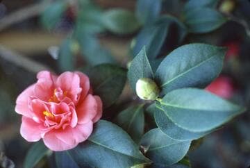 Camellia japonica 'Charlotte Bradford'