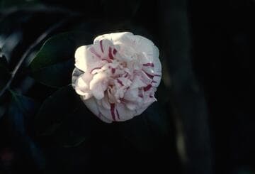Camellia japonica 'Big Beauty'