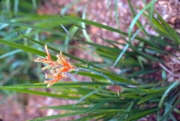 Anigozanthos flavidus
