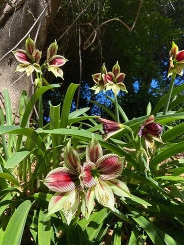Hippeastrum papilio