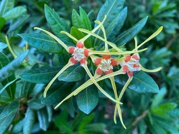 Strophanthus speciosus