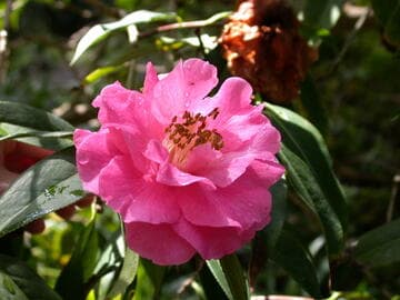 Camellia reticulata 'Maye Yinhong' (Reticulate Leaf Pink)