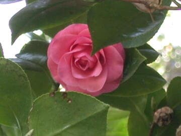 Camellia japonica 'Jubiliee Rosea'