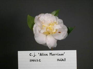 Camellia japonica 'Alice Morrison'