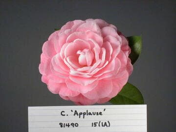 Camellia japonica cv.