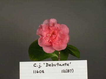 Camellia japonica 'Debutante'