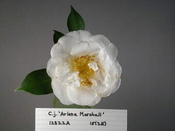 Camellia japonica 'Arlene Marshall'