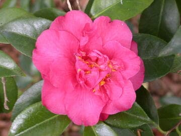 Camellia japonica 'Lady Macon'