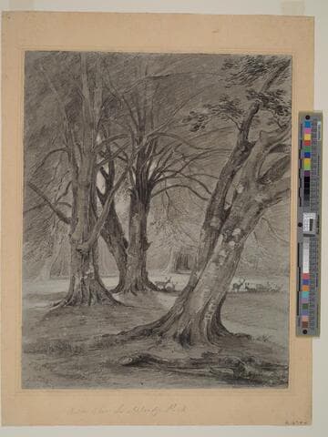 Trees in Ashridge Park