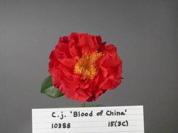 Camellia japonica 'Blood of China'